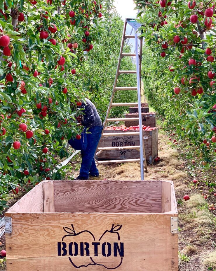 Trabajadores agrícolas para cultivos plantación poda y cosecha de manzanas y peras