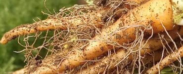 Trabajadores agrícolas y jornaleros-cosecha de frutos manualmente