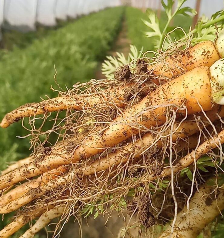 Trabajadores agrícolas y jornaleros-cosecha de frutos manualmente