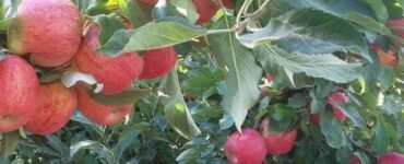 cosecha de manzanas cerezas vendimia