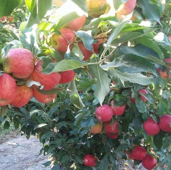 cosecha de manzanas cerezas vendimia