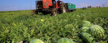 Trabajadores agrícolas para cosecha de sandía y melón
