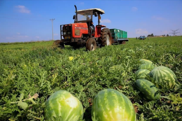 Trabajadores agrícolas para cosecha de sandía y melón