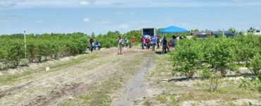 cosecha de arándanos