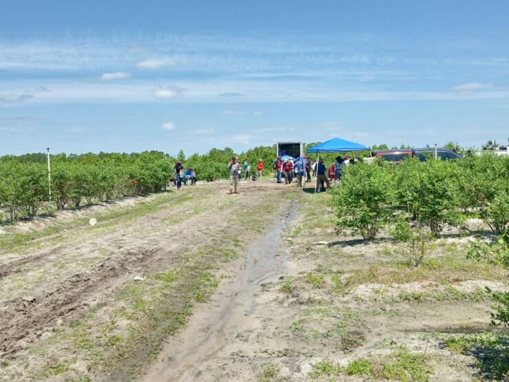 cosecha de arándanos