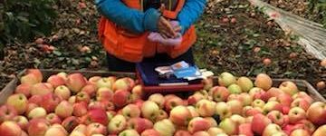 Jornaleros agrícolas para cosecha de campo asociado para manzanas y peras
