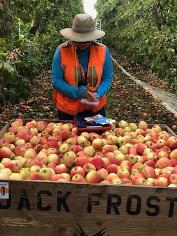 Jornaleros agrícolas para cosecha de campo asociado para manzanas y peras