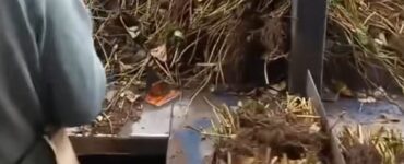 Trasplante Manual De Plantas De Fresa a mano