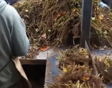 Trasplante Manual De Plantas De Fresa a mano