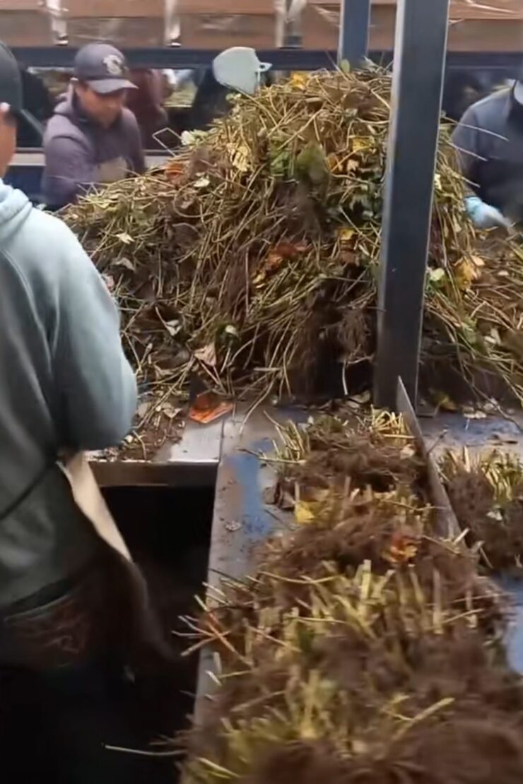 Trasplante Manual De Plantas De Fresa a mano