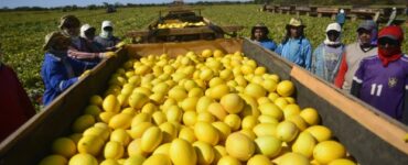 melones cosechar