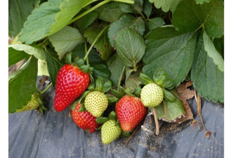 Plantación, cosecha y trabajo de campo de fresas temporada octubre a marzo