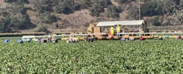 Los trabajadores cosecharán 15 acres de fresas de invierno de noviembre hasta enero