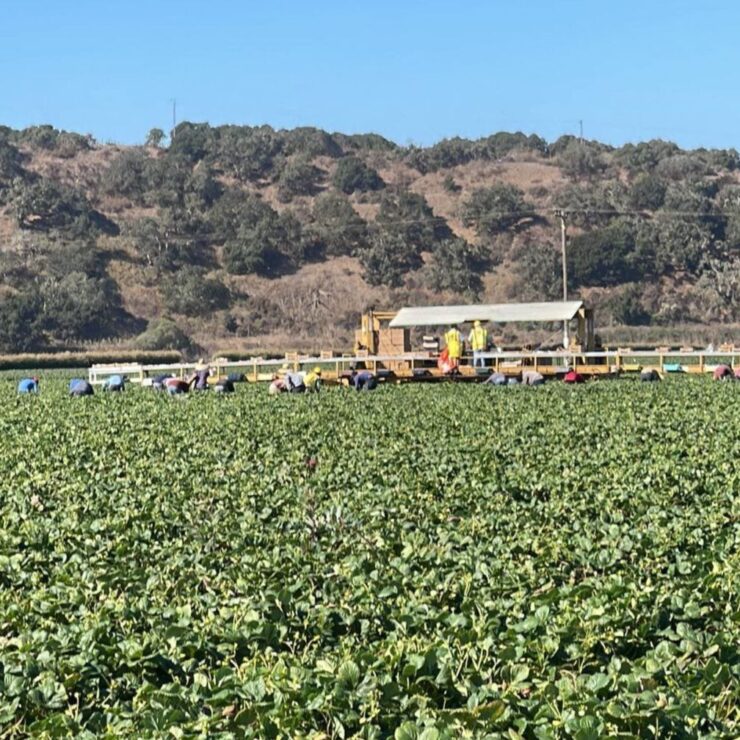 Los trabajadores cosecharán 15 acres de fresas de invierno de noviembre hasta enero