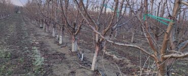 Personal para la poda de arboles de manzanas y Cherry en Oregón y Pasco