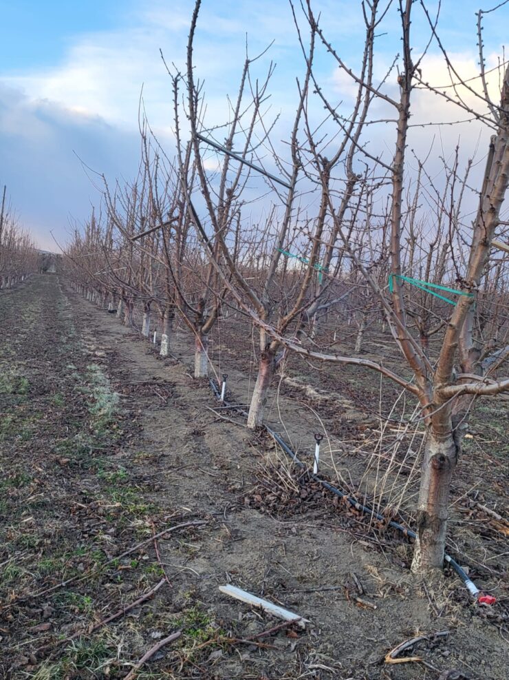 Personal para la poda de arboles de manzanas y Cherry en Oregón y Pasco