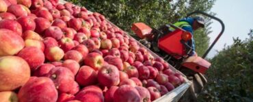para cosecha de cerezas manzanas y uvas