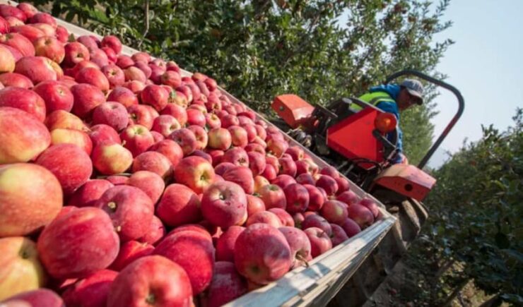 para cosecha de cerezas manzanas y uvas