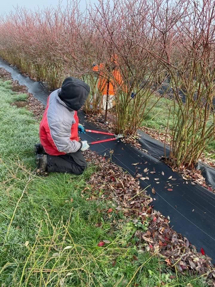 poda de plantas de arándanos