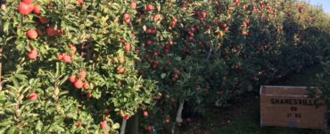 Trabajadores de huertas para producción de frutas y actividades de cosecha