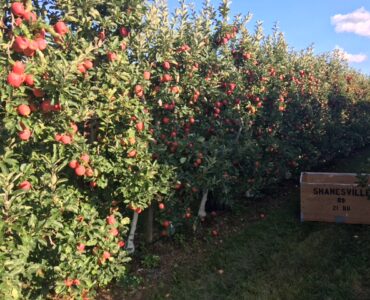 Trabajadores de huertas para producción de frutas y actividades de cosecha