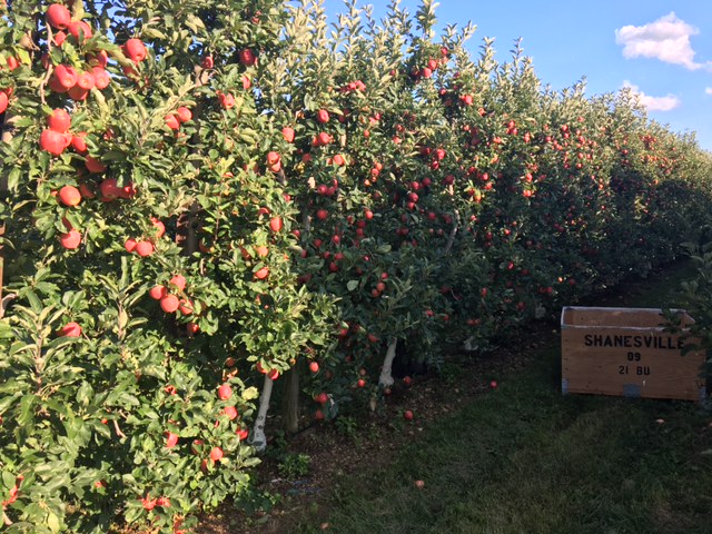 Trabajadores de huertas para producción de frutas y actividades de cosecha