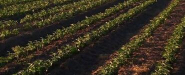 cosecha de vegetales