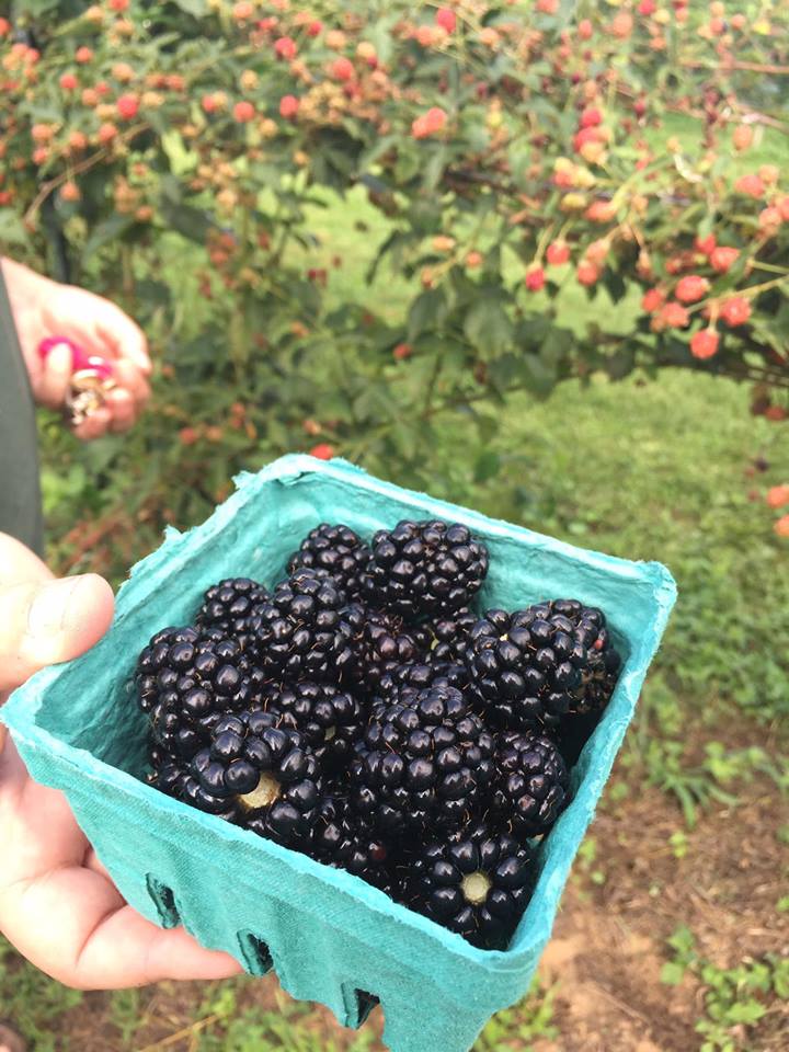 Jornaleros agrícolas para cultivo manual de frutas y verduras