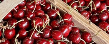 Trabajadores agrícolas para cosecha y empaque de frutas y verduras