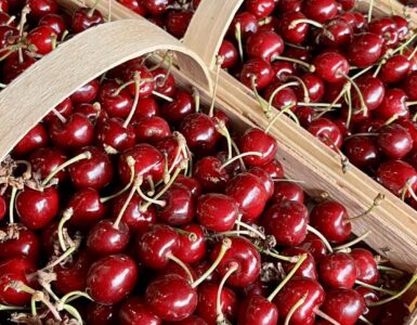 Trabajadores agrícolas para cosecha y empaque de frutas y verduras