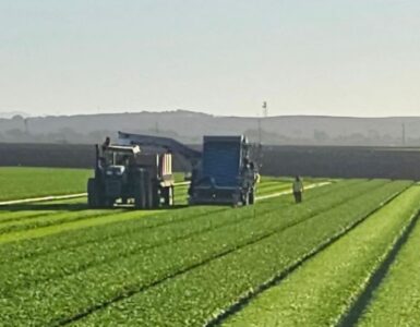 cosecha de espinacas