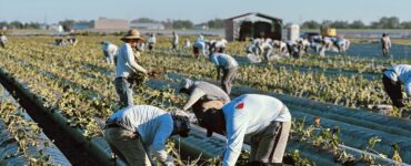Cosecha recogida empacar de fresas