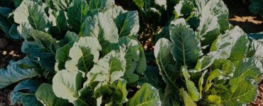 Trabajadores agrícolas para la siembra, la cosecha y el envasado de verduras a mano