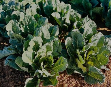 Trabajadores agrícolas para la siembra, la cosecha y el envasado de verduras a mano