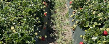 recolectores de fresas para cosechar, clasificar y recolectar la fruta a mano