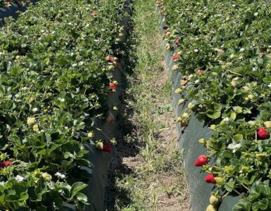 recolectores de fresas para cosechar, clasificar y recolectar la fruta a mano