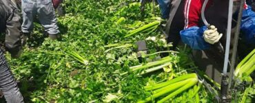 Jornaleros agrícolas para Cosecha de apio orgánico y apio convencional