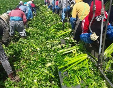 Jornaleros agrícolas para Cosecha de apio orgánico y apio convencional