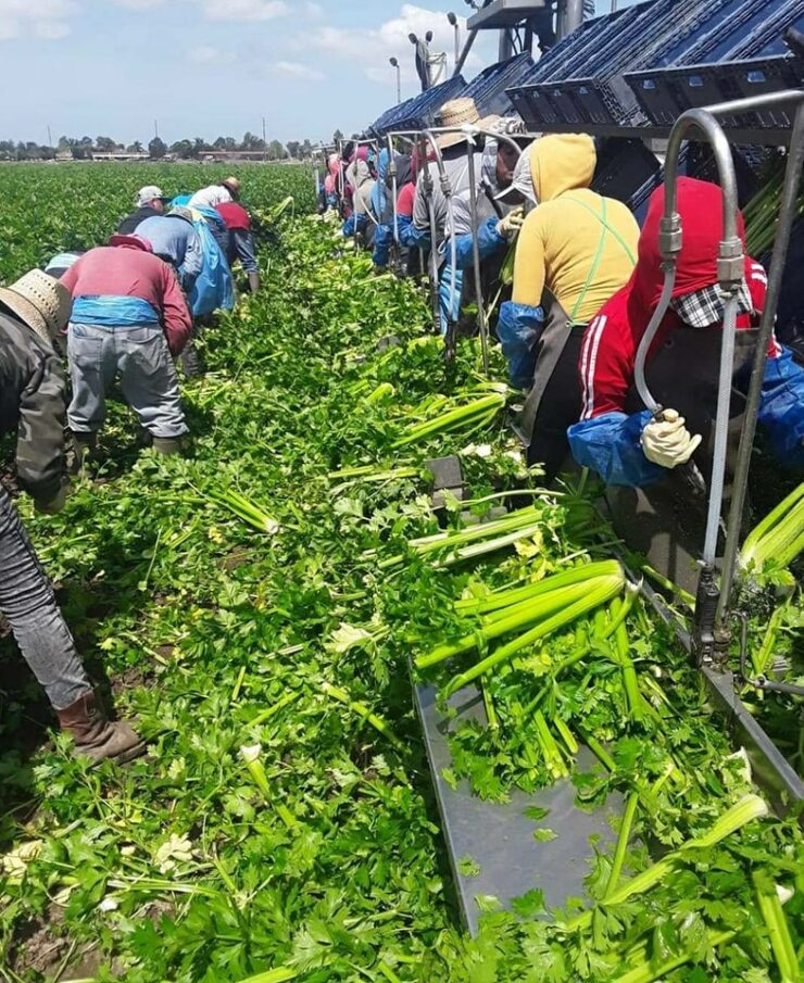 Jornaleros agrícolas para Cosecha de apio orgánico y apio convencional