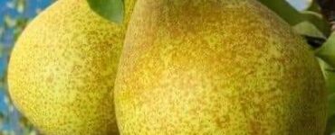 jornaleros agrícolas para cultivo cosechas de frutos rojos y peras