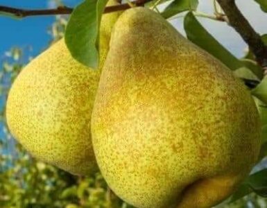 jornaleros agrícolas para cultivo cosechas de frutos rojos y peras