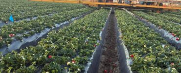 cosecha empaque de fresas y arándanos en California