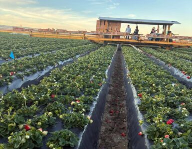 cosecha empaque de fresas y arándanos en California