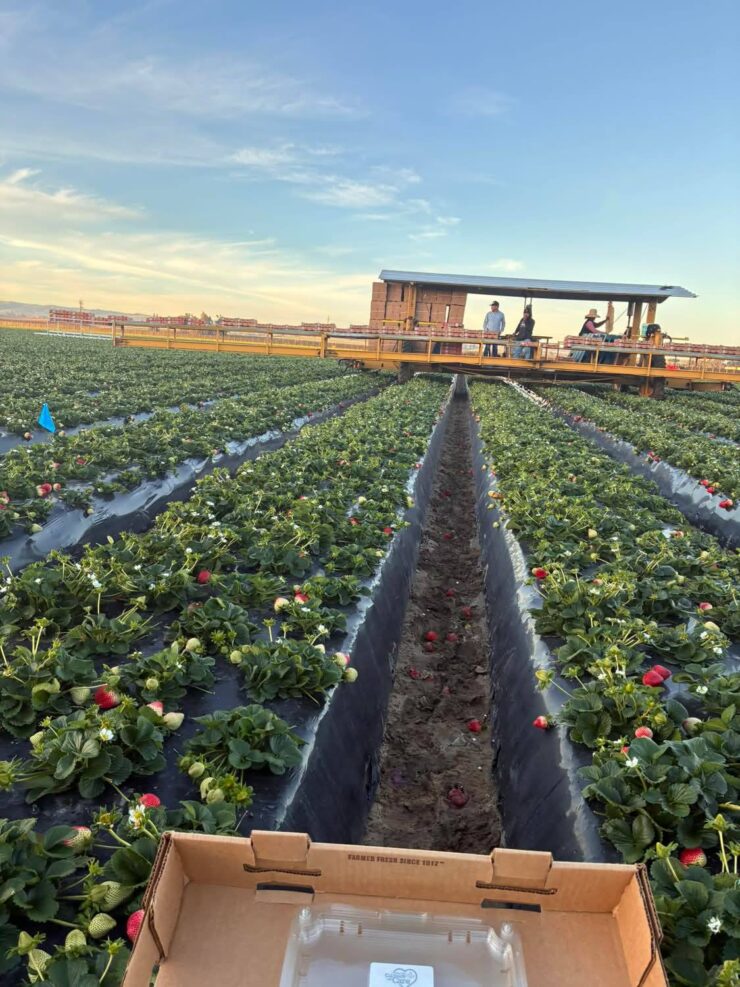 cosecha empaque de fresas y arándanos en California