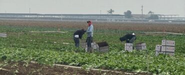 jornaleros agrícolas para cosecha cultivos manual de verduras