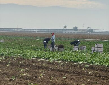 jornaleros agrícolas para cosecha cultivos manual de verduras