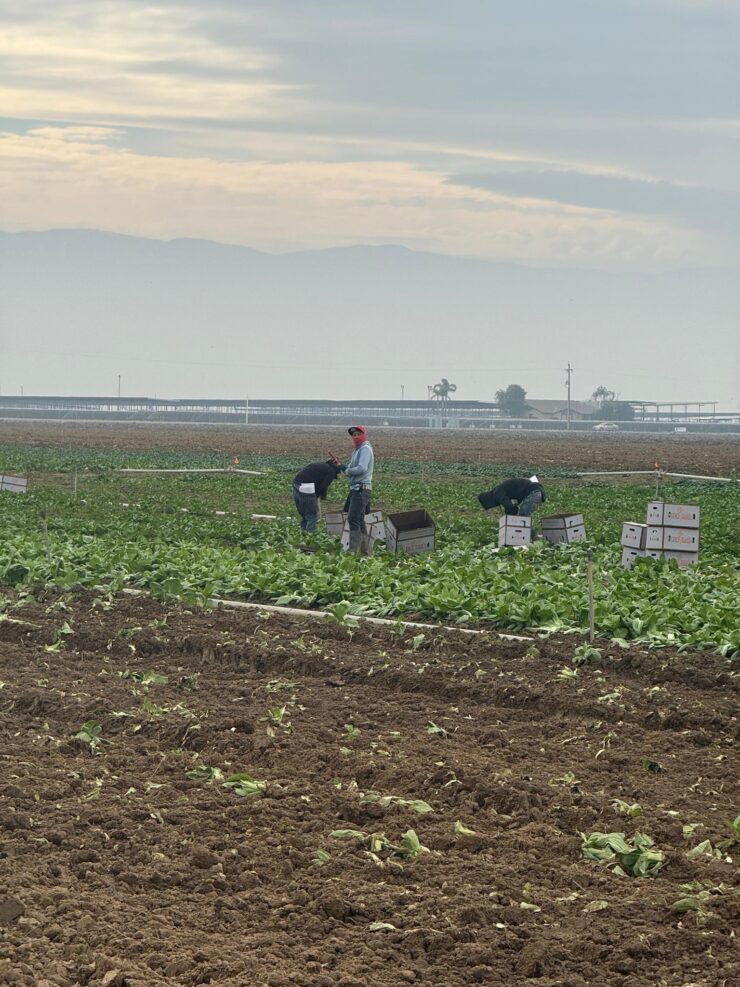 jornaleros agrícolas para cosecha cultivos manual de verduras
