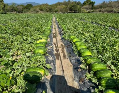 cosecha de melon