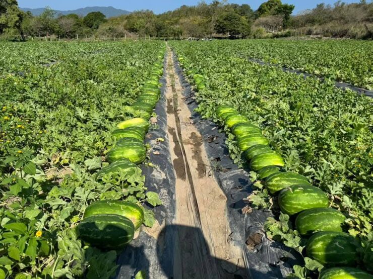 cosecha de melon